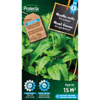 Menthe verte Menthe verte