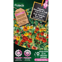 Oost-Indische Kers Lobb