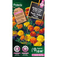 Œillet d'Inde double nain 