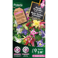 Akelei Garden Columbine