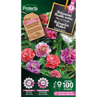 Balsamine Double naine