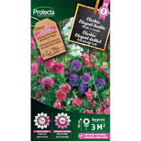 Clarkia Elegant dubbel