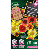 Kokardebloem Grootbloemig