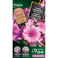 Lavatera Grootbloemig