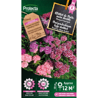 Duizendschoon lage dubbel