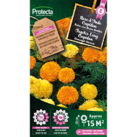 Tagetes Laag Cupidon 