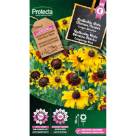 Rudbeckia Hirta Gloriosa Daisies