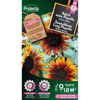 Zonnebloem Laag Paquito