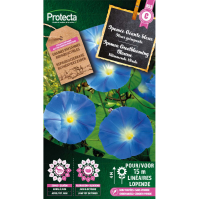 Ipomea Grootbloeming Blauwe