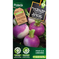 Keukenraap Witte Roodkop