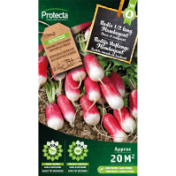 Radijs Haflange Flamboyant 