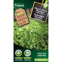 Krulandijvie Pancalière