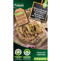 Bladcichorei van Castelfranco