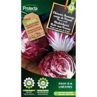 Bladcichorei Rode van Verona 