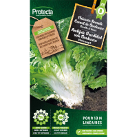 Andijvie Breedblad van Bordeaux