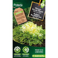 Andijvie Breedblad Gele 