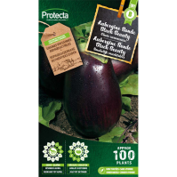 Aubergine Ronde Black Beauty