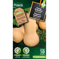 Pompoen Butternut