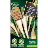 Pastinaak van Guernesey