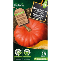 Pompoen Rode van Etampes