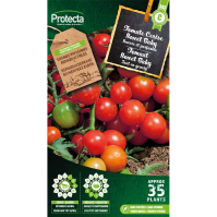 Tomate Cerise Sweet Baby Tomate Cerise Sweet Baby