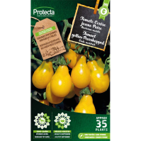 Tomaat yellow Pearshapped