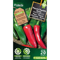 Peper "Piment d'Espelette" Gorria