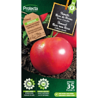 Tomaat Rose van Bern