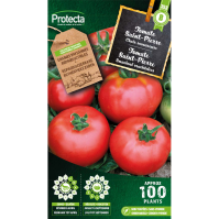Tomate Saint-Pierre