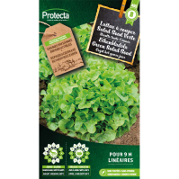 Laitue à couper Salad Bowl Verte Laitue à couper Salad Bowl Verte