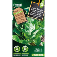 Romeinse bindsla "Groene Maraichère" Romeinse bindsla "Groene Maraichère"