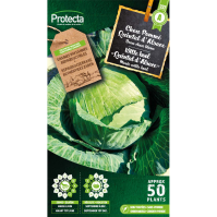 Witte kool "Quintal d'Alsace"