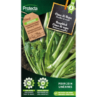 Raapblad Cima di rapa