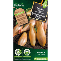 Sjalot Langwerpige Figaro