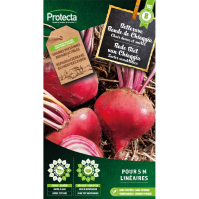 Rode Biet van Chioggia