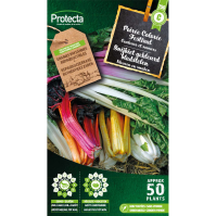 Snijbiet gekleurd bladstelen