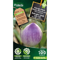 Aubergine ronde roos-wit