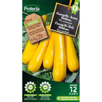 Courgette Gele Goldena Courgette Gele Goldena
