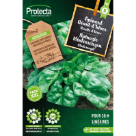 Spinazie Winterreuzen 2 Spinazie Winterreuzen 2