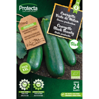 Courgette Black Beauty