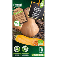 Pompoen Butternut BIO