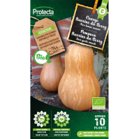 Pompoen Sucrine du Berry BIO