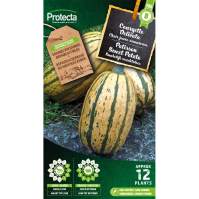 Patisson Sweet Potato