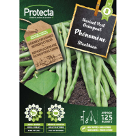 Staakboon  Phénomène