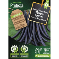 Paarse Struikboon Purple Queen