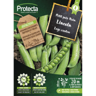 Lage erwten  Lincoln