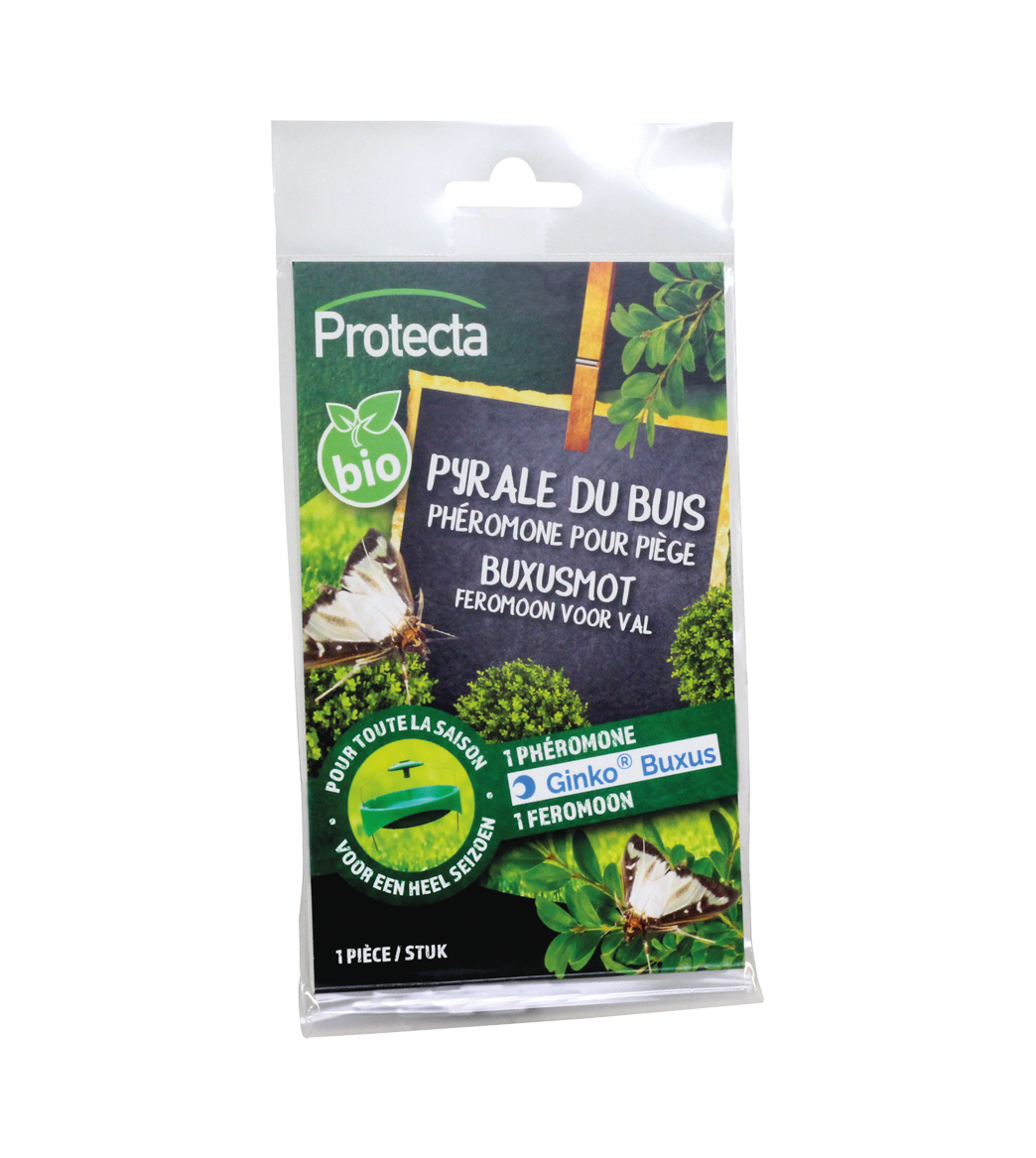 GINKO BUXUS main product photo