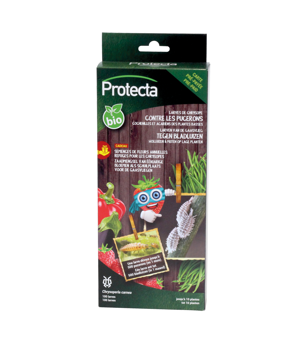 LARVES DE CHRYSOPE main product photo