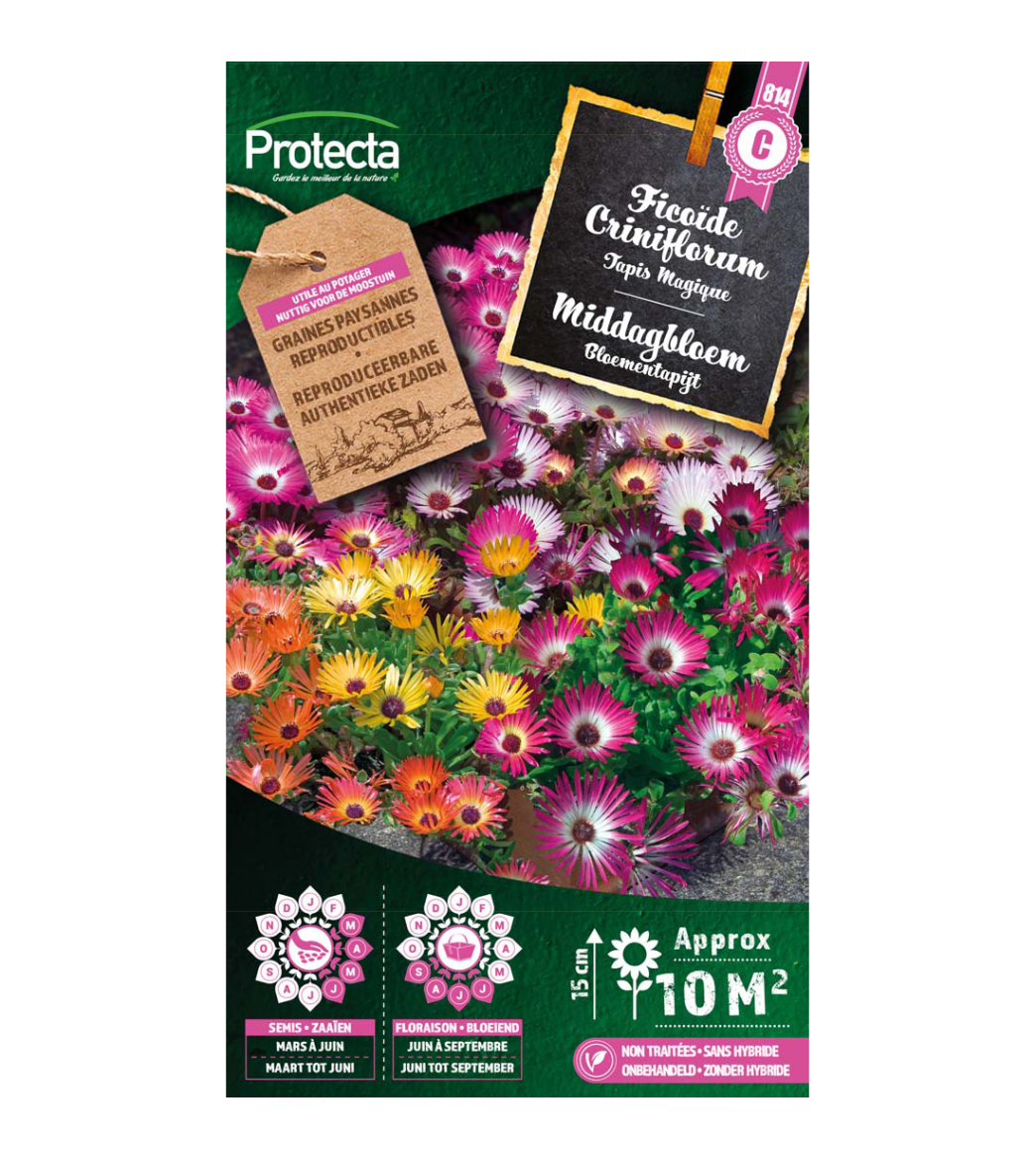 Ficoïde Criniflorum main product photo