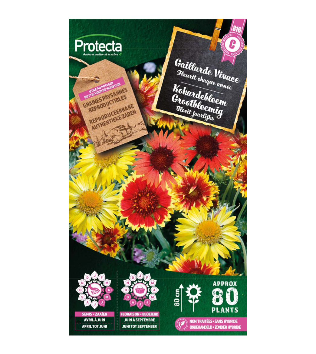 Kokardebloem Grootbloemig main product photo